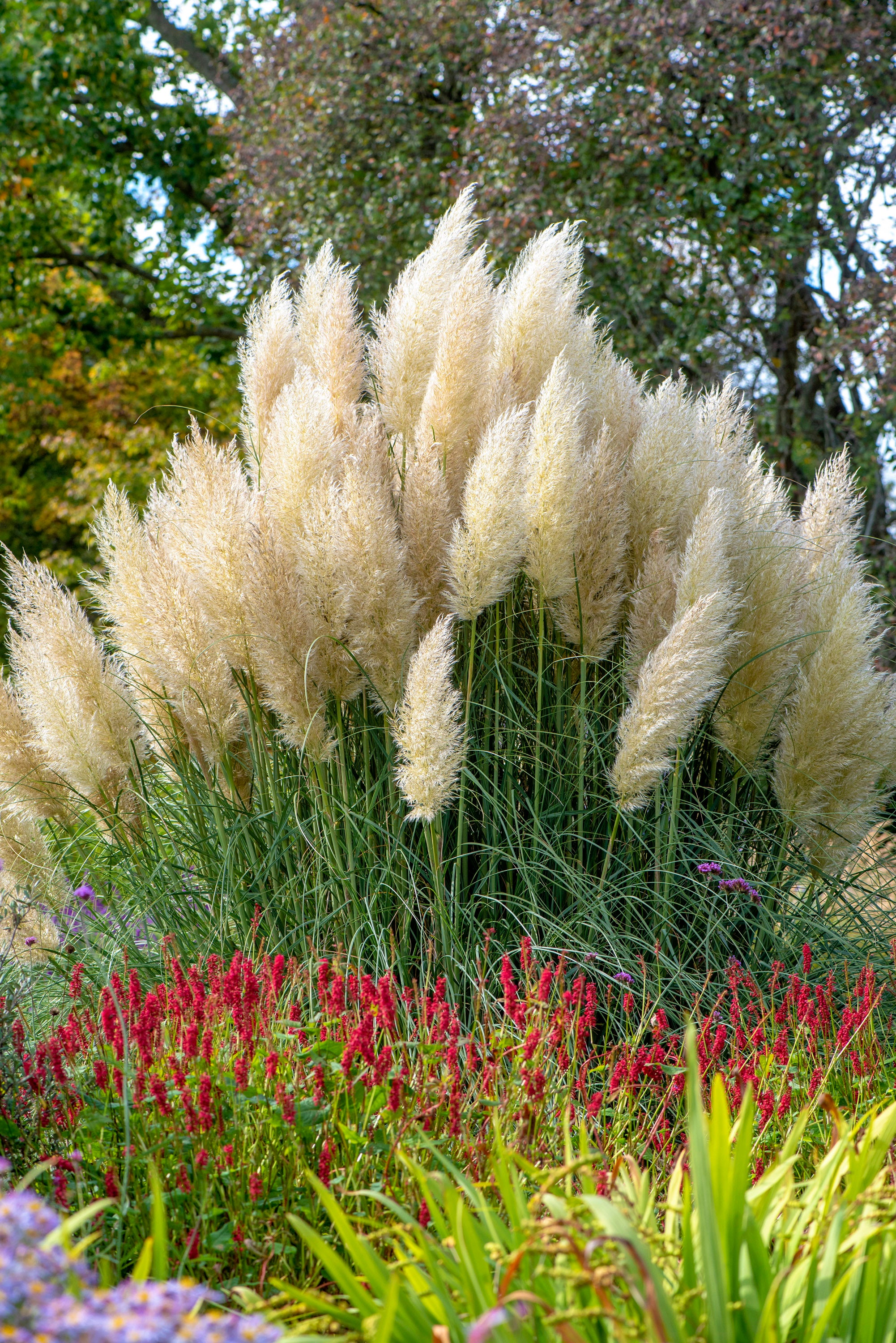 Pampas Mix Flower Planting Seeds - Vibrant Blends for Stunning Gardens - Evergrowseeds