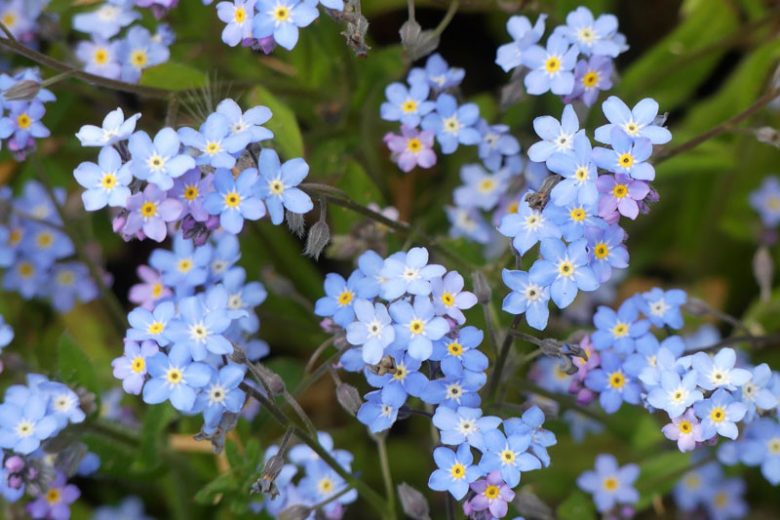 Blue Myosotis Alpestris Flower seeds for Planting - Cut Flower Favorite, Heirloom & GMO Free Seeds for Home Garden