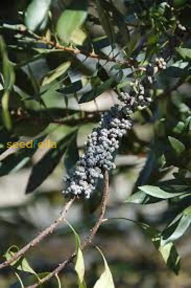 Myrica Cerifera Fruit Planting Seeds - Aromatic Shrub For Lush Gardens