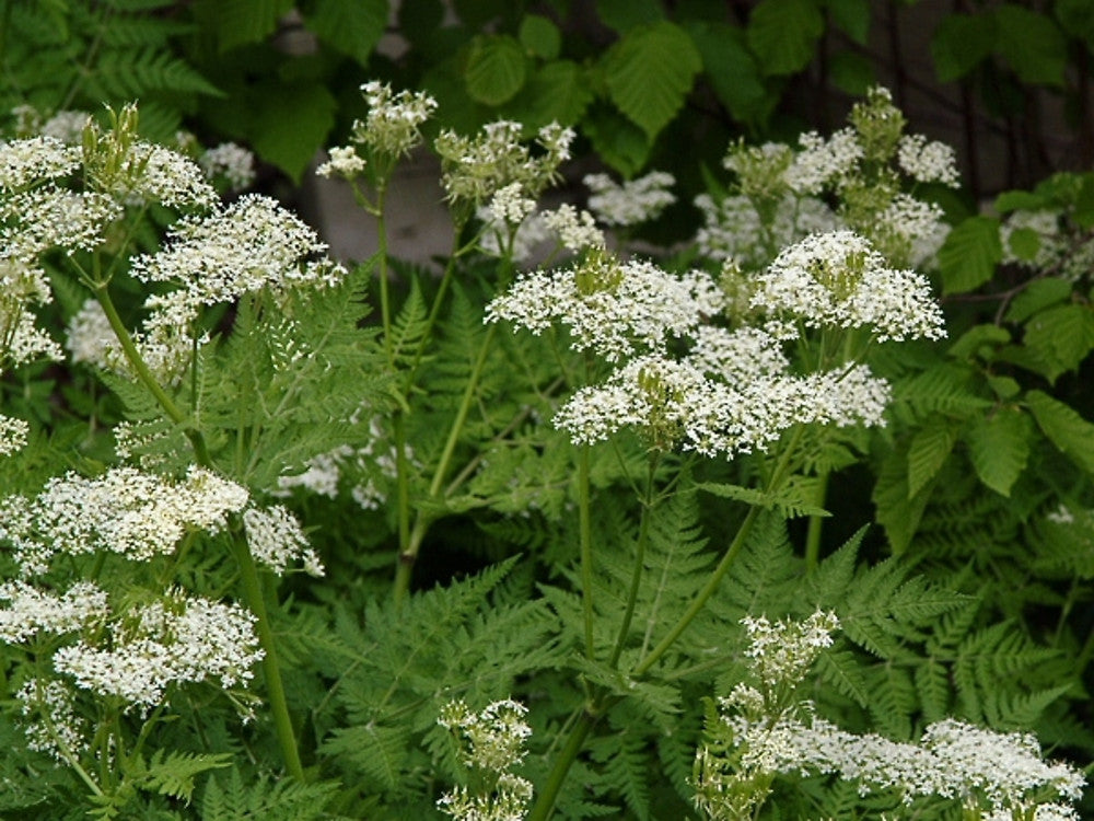 Myrrhis Flower seeds for Planting - Drought Tolerant, Heirloom & GMO Free Seeds for Home Garden