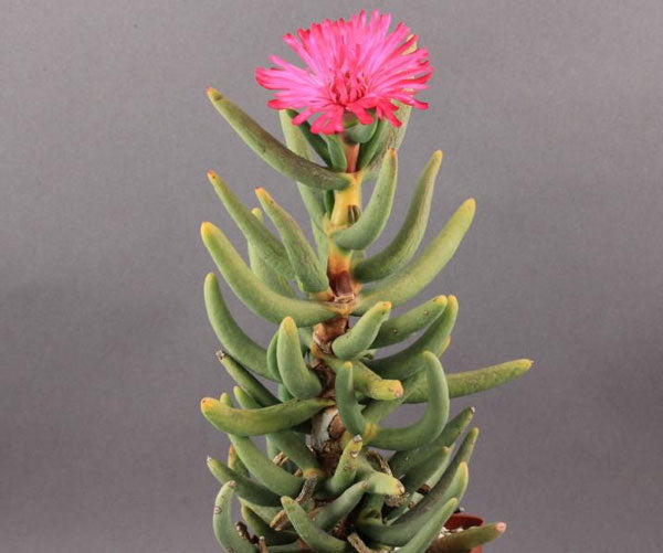 Pink Namaquanthus Flower seeds for Planting - Vibrant Colors, Heirloom & GMO Free Seeds for Home Garden