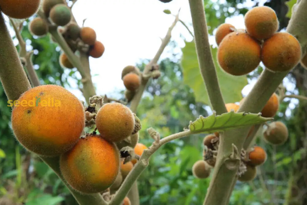 Naranjilla Fruit Seeds For Planting  Grow Tropical Flavor At Home