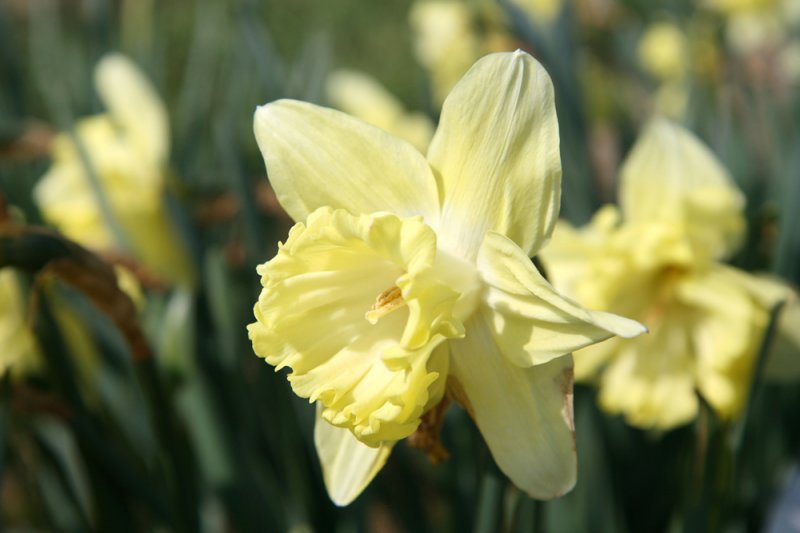 Light Yellow Daffodil Flower seeds for Planting - Perfect for Borders, Heirloom & GMO Free Seeds for Home Garden