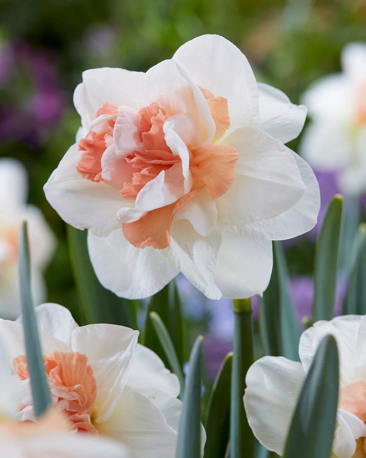 Pink White Narcissus Seeds for Planting Elegant Spring Blooms Heirloom Non-GMO Seeds