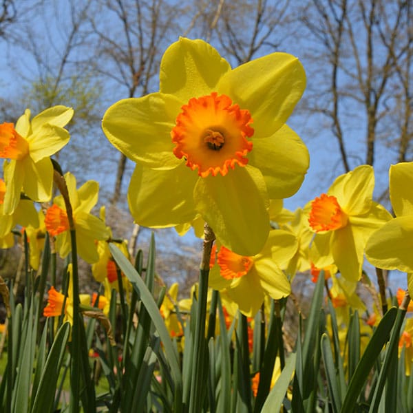 Yellow Red Double Petals Narcissus Daffodil Flower Seeds for Planting Shade Tolerant Heirloom & GMO Free Seeds for Home Garden
 
 Sale