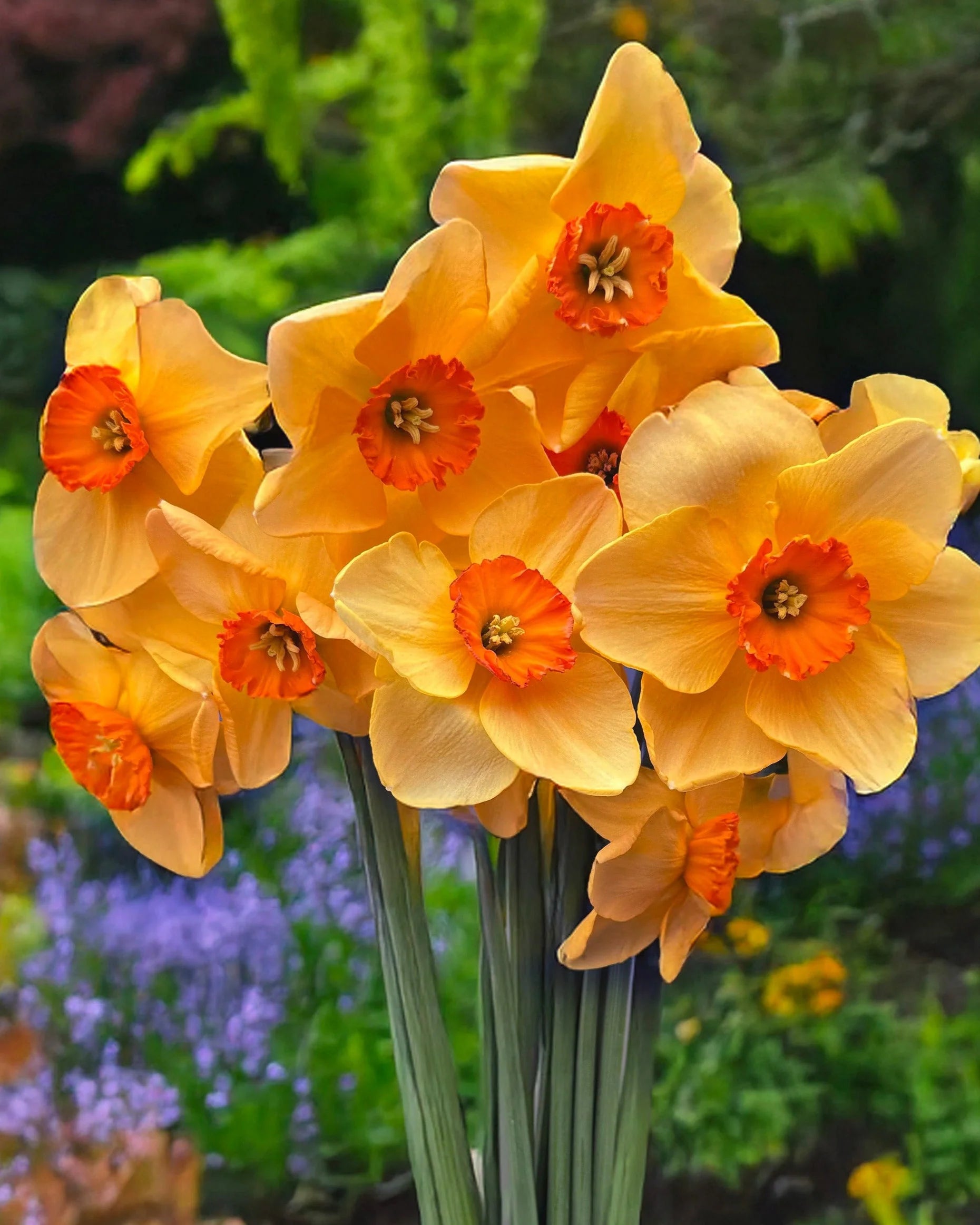 Orange Narcissus Flower Seeds for Planting Colorful Display Heirloom & GMO Free Seeds for Home Garden
 
 Sale