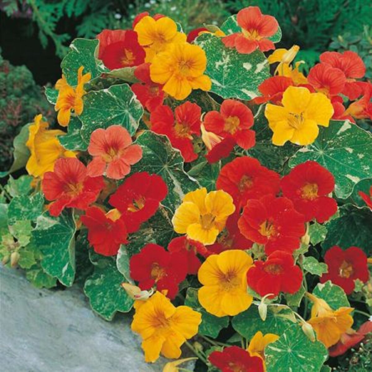 Mix Nasturtium Flower seeds for Planting - Pollinator Friendly, Heirloom & GMO Free Seeds for Home Garden