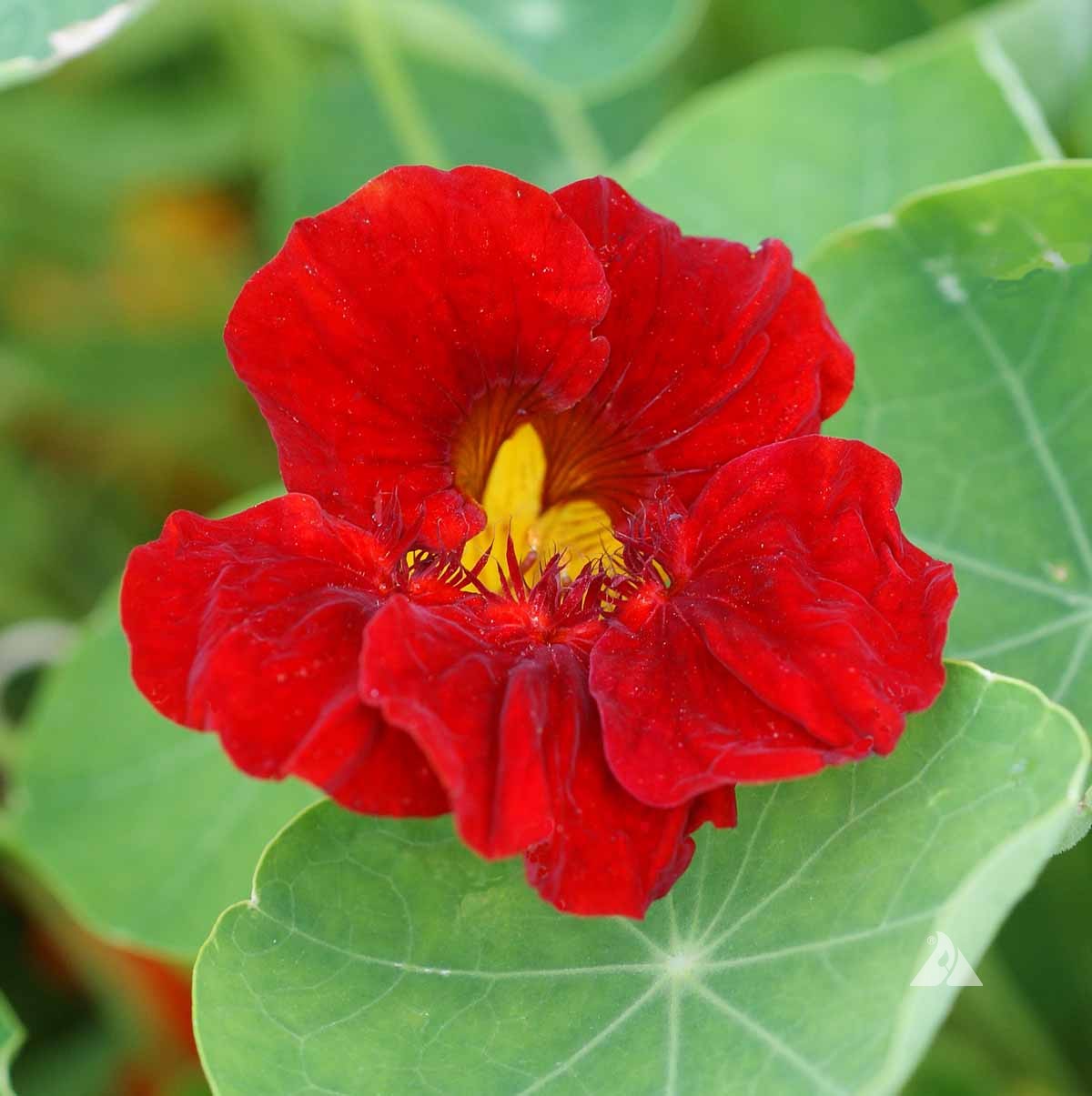 Nasturtium Black Velvet Border Garden Display