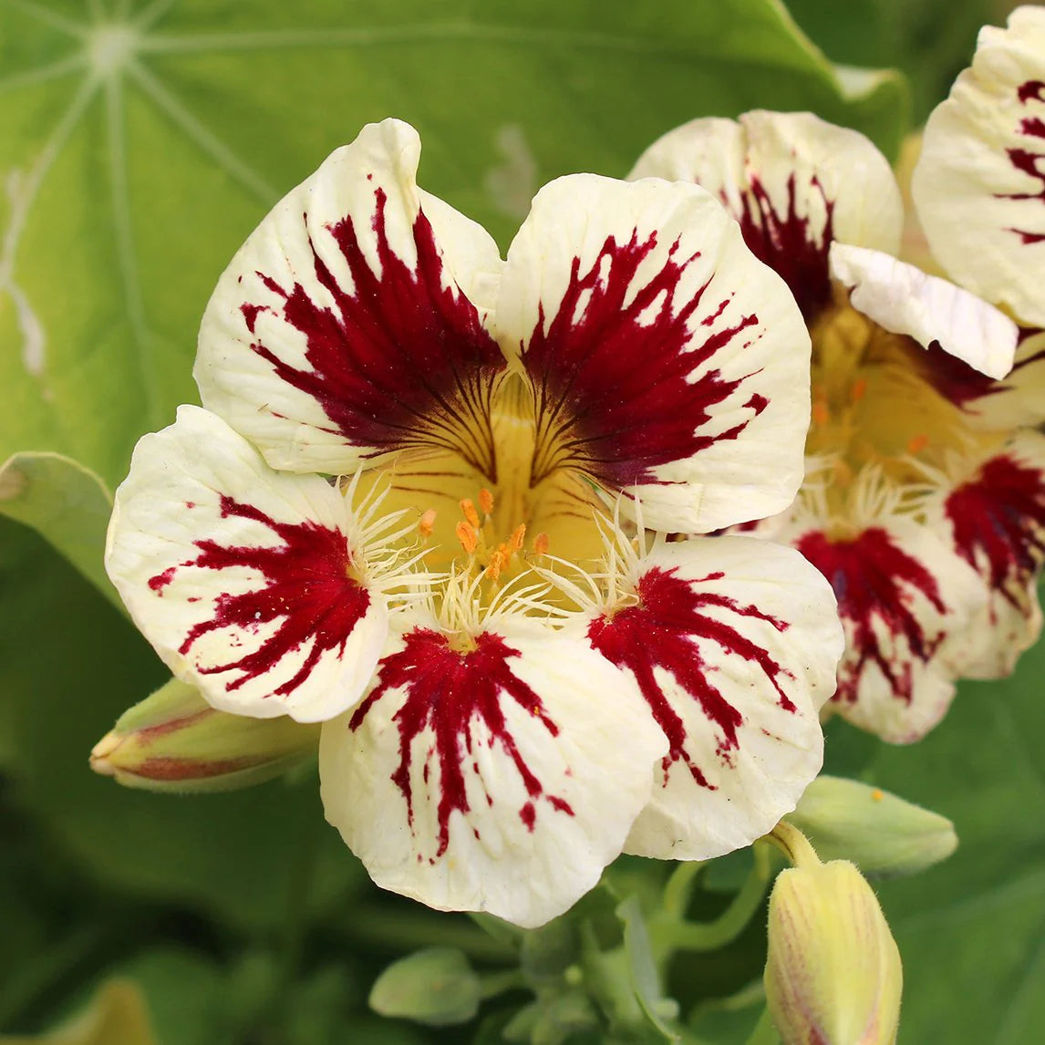 Cream Pink Nasturtium Flower seeds for Planting - Vibrant Colors, Heirloom & GMO Free Seeds for Home Garden