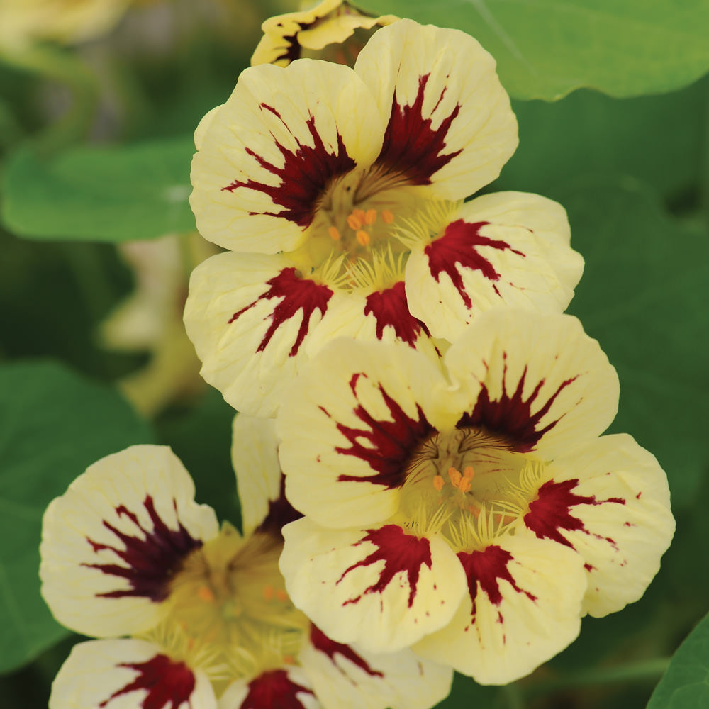 Cream Pink Nasturtium Flower seeds for Planting - Vibrant Colors, Heirloom & GMO Free Seeds for Home Garden