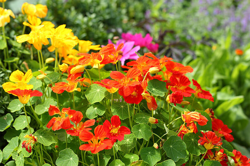 Mixed Ornamental Flower seeds for Planting - Premium Quality, Heirloom & GMO Free Seeds for Home Garden