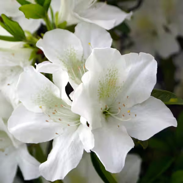 White Azalea Flower Seeds for Planting Pollinator Friendly Heirloom & GMO Free Seeds for Home Garden
 
 Sale