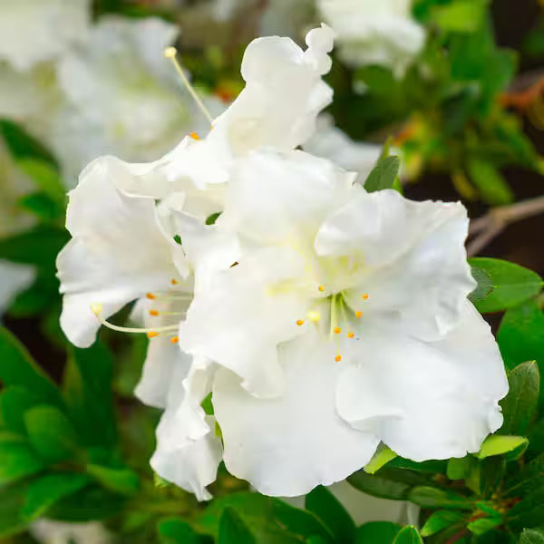 White Azalea Flower Seeds for Planting Pollinator Friendly Heirloom & GMO Free Seeds for Home Garden
 
 Sale