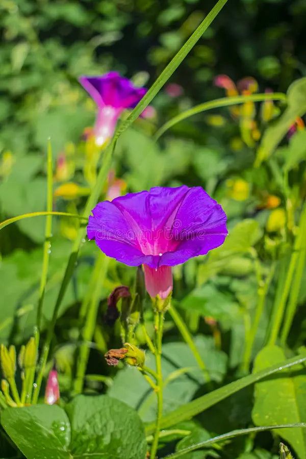 Mixed Liana Flower seeds for Planting - Colorful Display, Heirloom & GMO Free Seeds for Home Garden