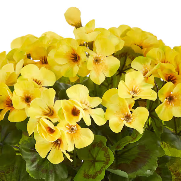Geranium Yellow Flower seeds for Planting - Colorful Display, Heirloom & GMO Free Seeds for Home Garden