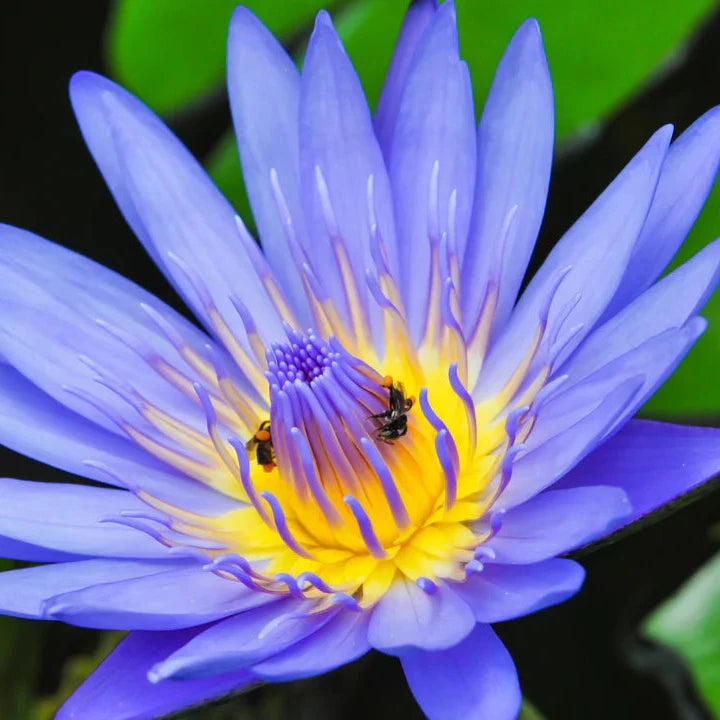 Buy Bonsai Lotus Seeds Online – Small Nelumbo nucifera Variety for Bowls