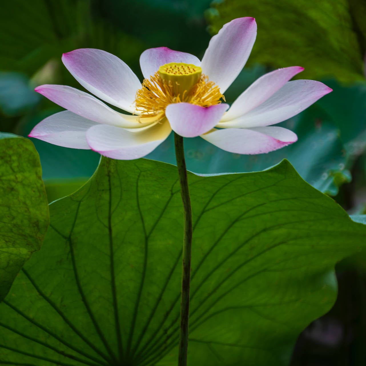 Buy Lotus Seeds Online – Nelumbo nucifera Aquatic Plant Variety