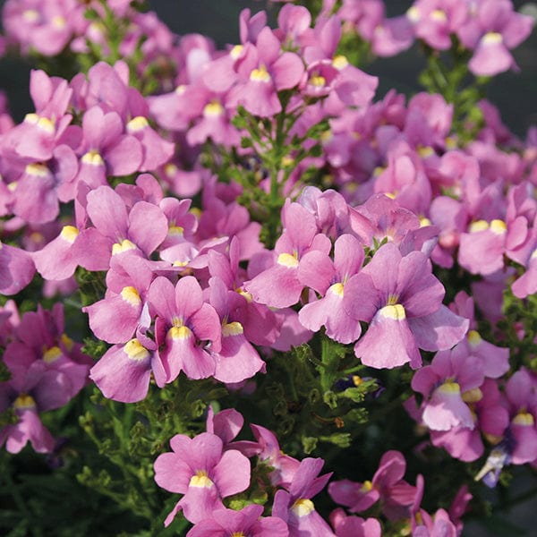 Nemesia Flower seeds for Planting - Fragrant Blossoms, Heirloom & GMO Free Seeds for Home Garden
 
 Sale for planting in home garden.