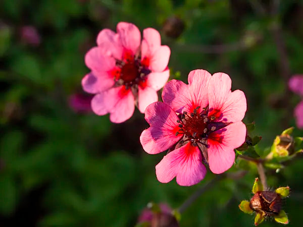 Pink Cinquefoil Flower seeds for Planting - Hardy Variety, Heirloom & GMO Free Seeds for Home Garden
