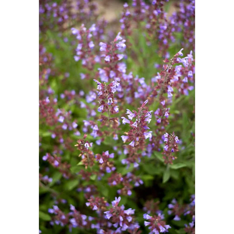 Compact Nepitella mounded plant from seeds
