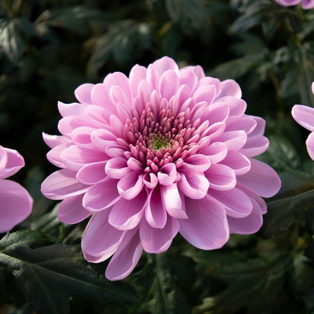 Light Pink Green Chrysanthemum Flower seeds for Planting - Wildflower Mix, Heirloom & GMO Free Seeds for Home Garden