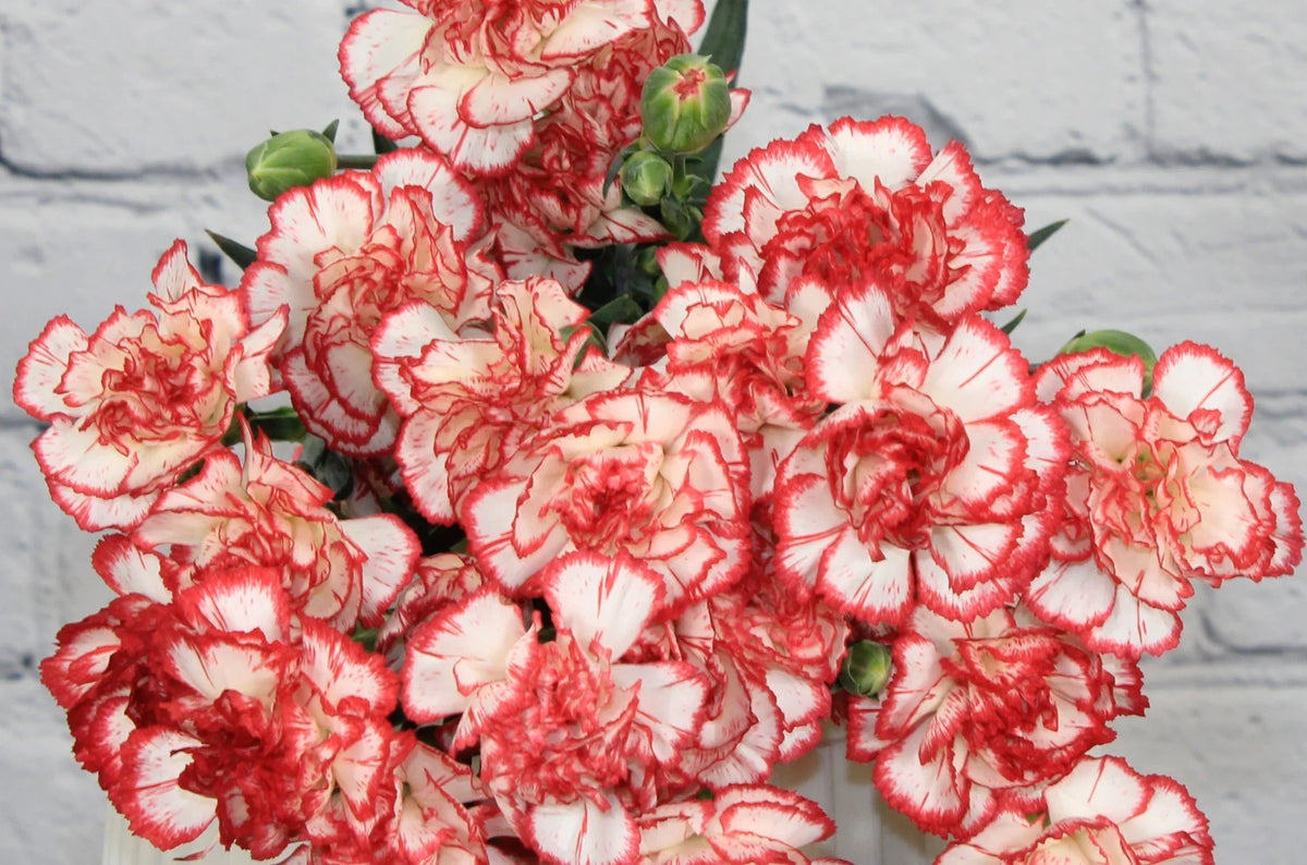 Red (Red White) seeds for planting in home garden