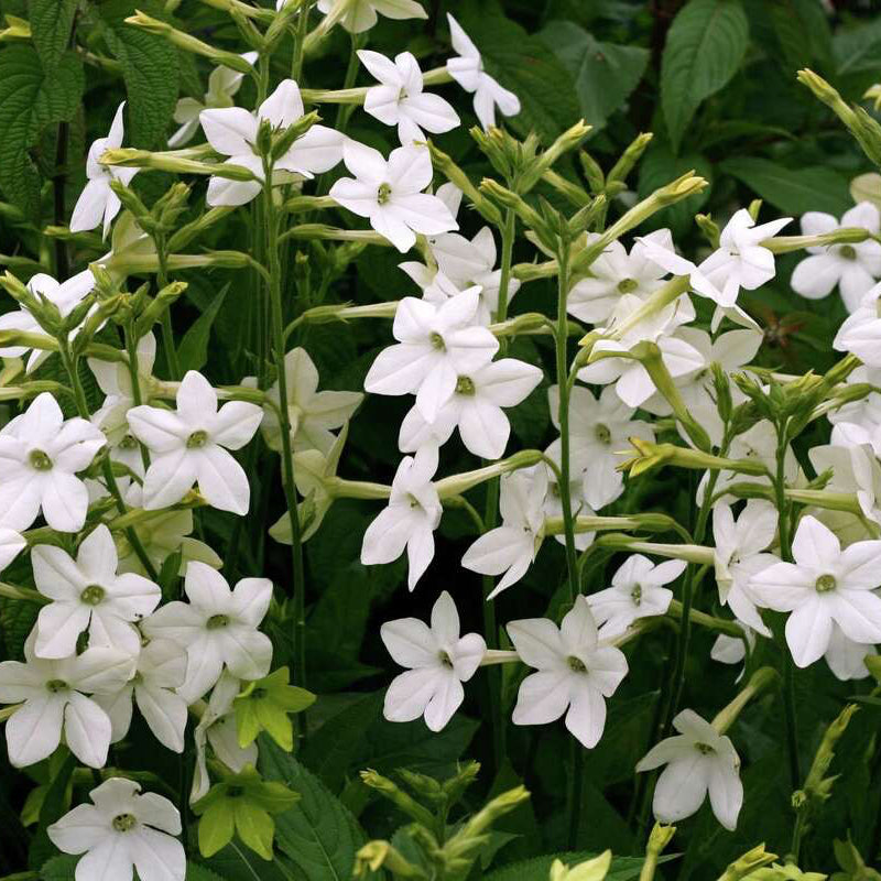 Nicotiana Flower Seeds – Organic Non-GMO Fragrant Flowering Tobacco Plants