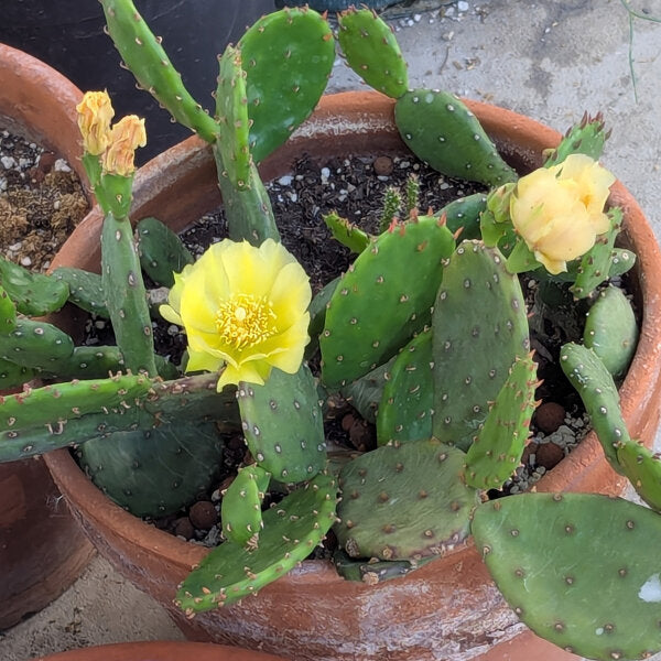 Engelmannii Opuntia Plant Seeds for Easy Planting