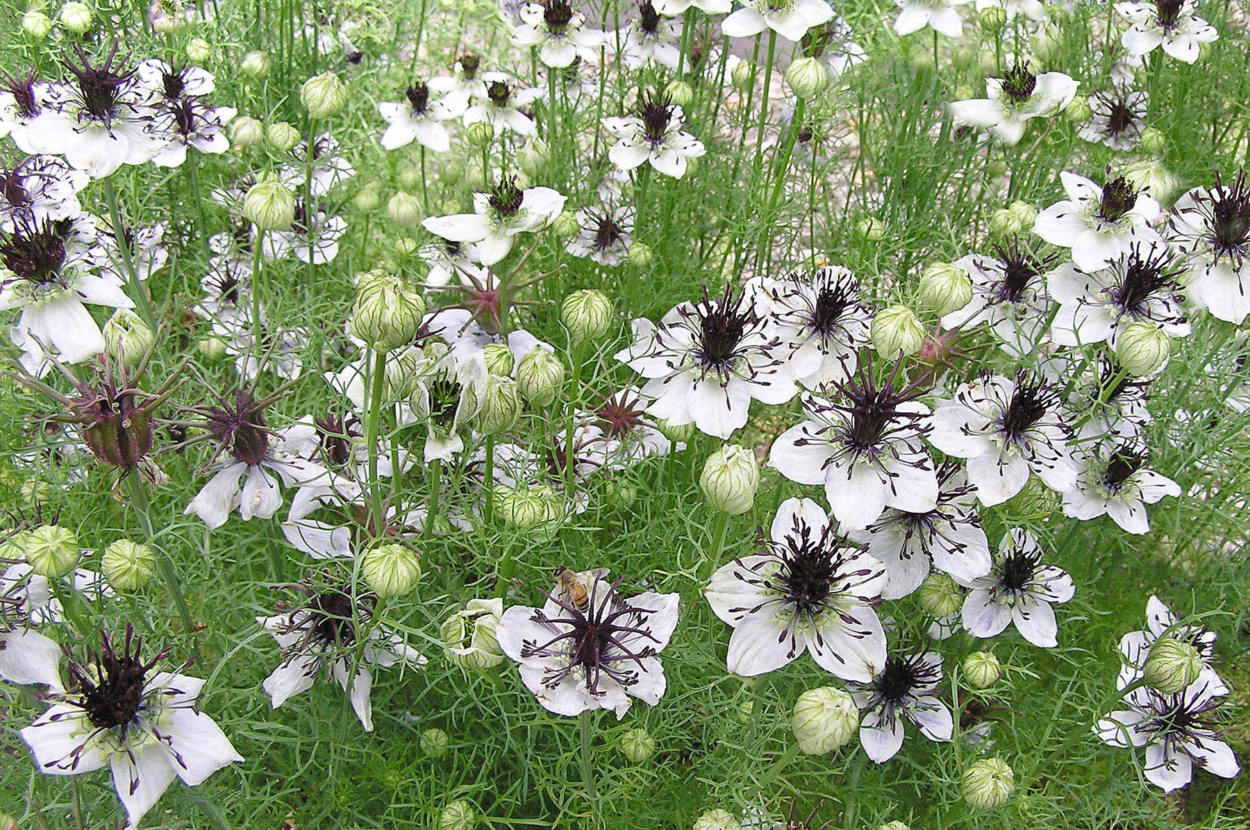 White Nigella African Flower seeds for Planting - Shade Tolerant, Heirloom & GMO Free Seeds for Home Garden
