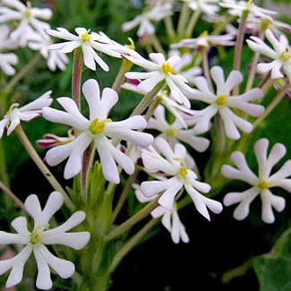 White Zaluzianskya Flower Planting - Seed for Beautiful Blossoms in Your Garden