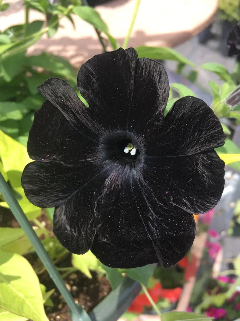 Black Velvet Flower seeds for Planting - Vibrant Colors, Heirloom & GMO Free Seeds for Home Garden