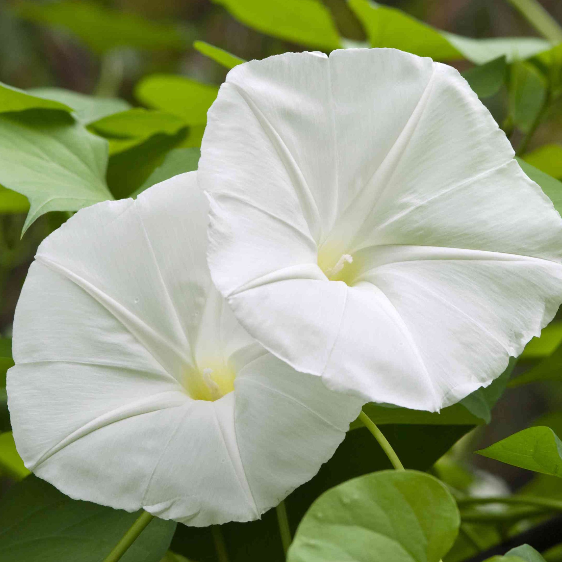 Organic Moonflower Plant Seeds – Climbing Vines for Balconies & Trellises