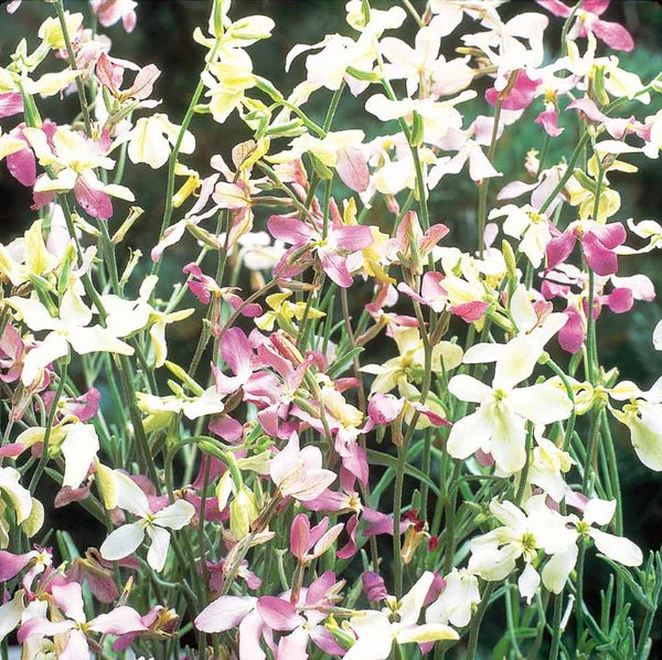 Mixed Color EveningScented Flower Seeds for Planting Bright Blooms Heirloom & GMO Free Seeds for Home Garden
 
 Sale
