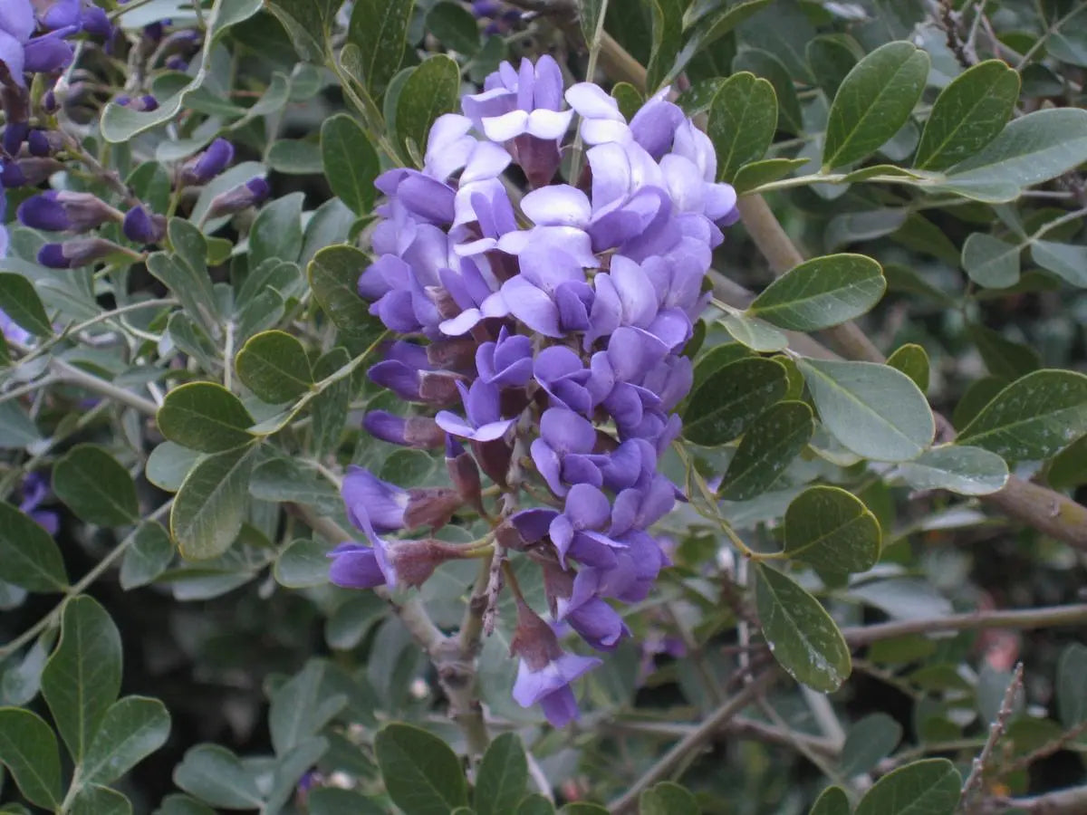 Mescal Bean Seeds for Planting - Texas Mountain Laurel