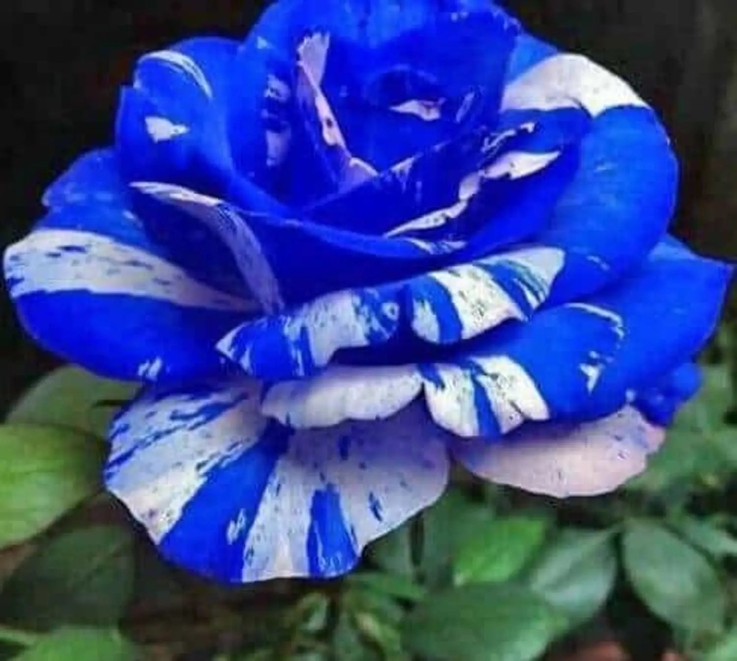 Blue and White Adenium Flower Seeds for Planting