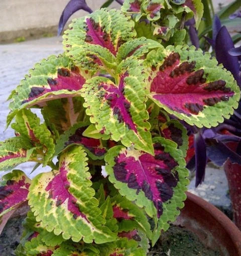 Yellow Red Coleus Flower seeds for Planting - Long Bloom Season, Heirloom & GMO Free Seeds for Home Garden
