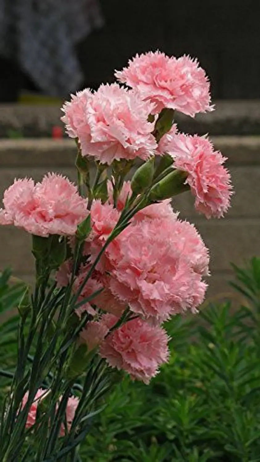 Pink Carnation Flower Seeds for Planting ,Seed Collection