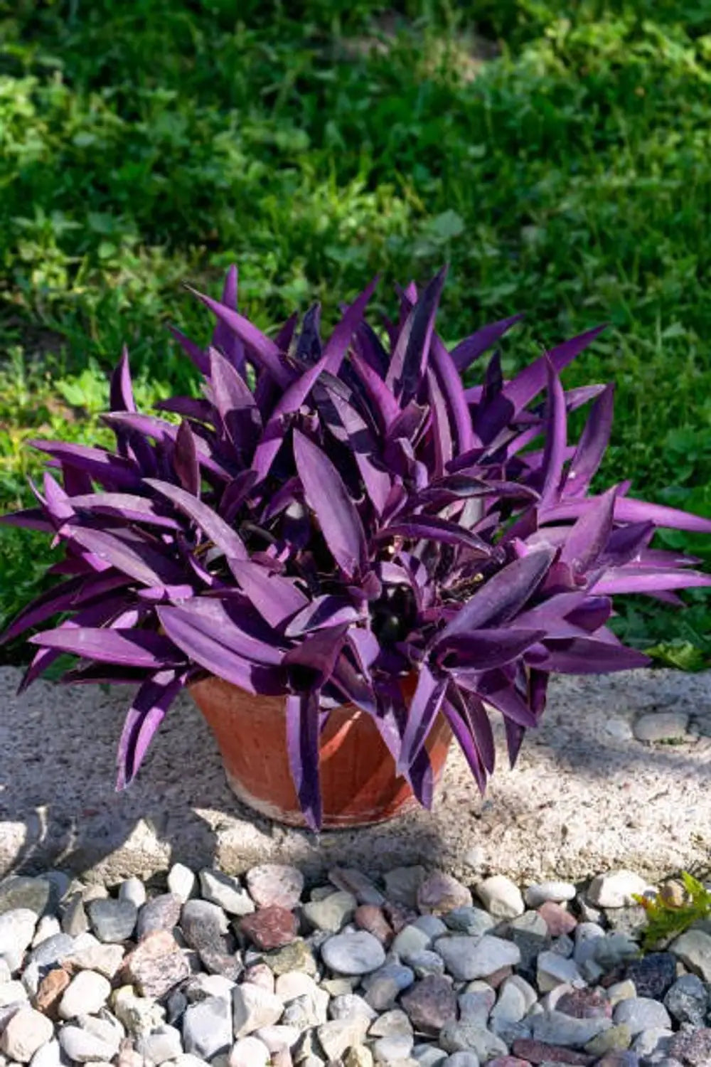 Tradescantia Pallida Flower seeds for Planting - Colorful Display, Heirloom & GMO Free Seeds for Home Garden
