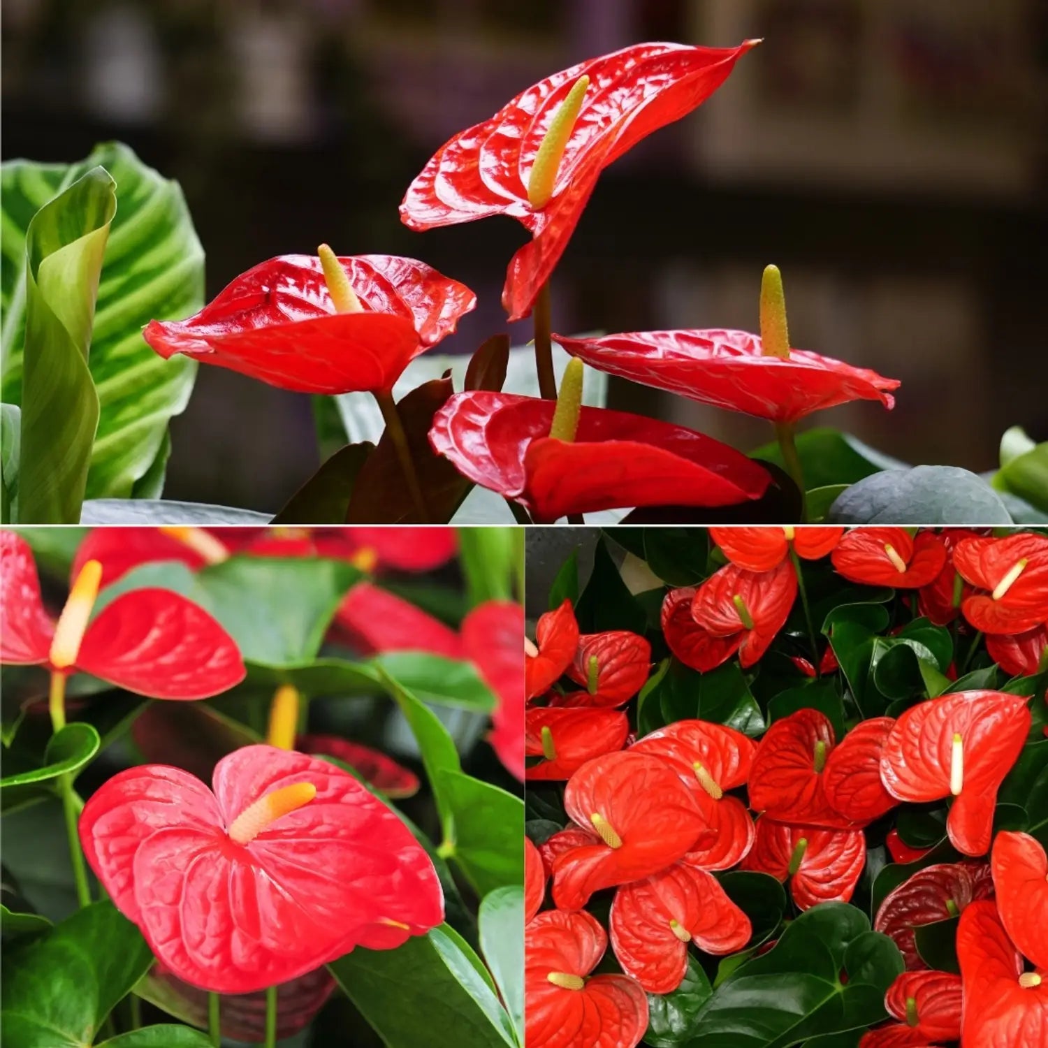 Anthurium Flower seeds for Planting - Fragrant Blossoms, Heirloom & GMO Free Seeds for Home Garden