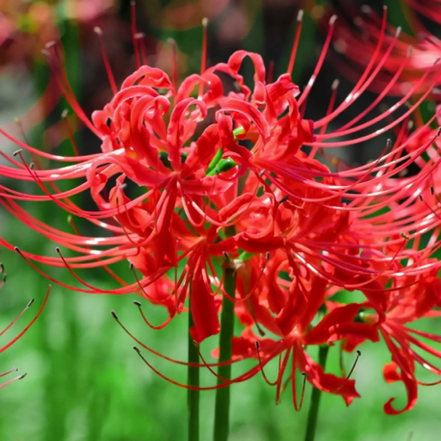 Lycoris Flower seeds for Planting - Compact Growth, Heirloom & GMO Free Seeds for Home Garden
