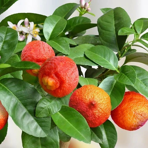 Red Lemon Fruit Seeds for Planting - Dark Red Variety for Your Garden