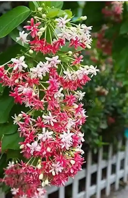 Quispualis Indica Flower seeds for Planting - Cut Flower Favorite, Heirloom & GMO Free Seeds for Home Garden