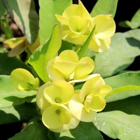 Green Euphorbia Milii Flower seeds for Planting - Cut Flower Favorite, Heirloom & GMO Free Seeds for Home Garden