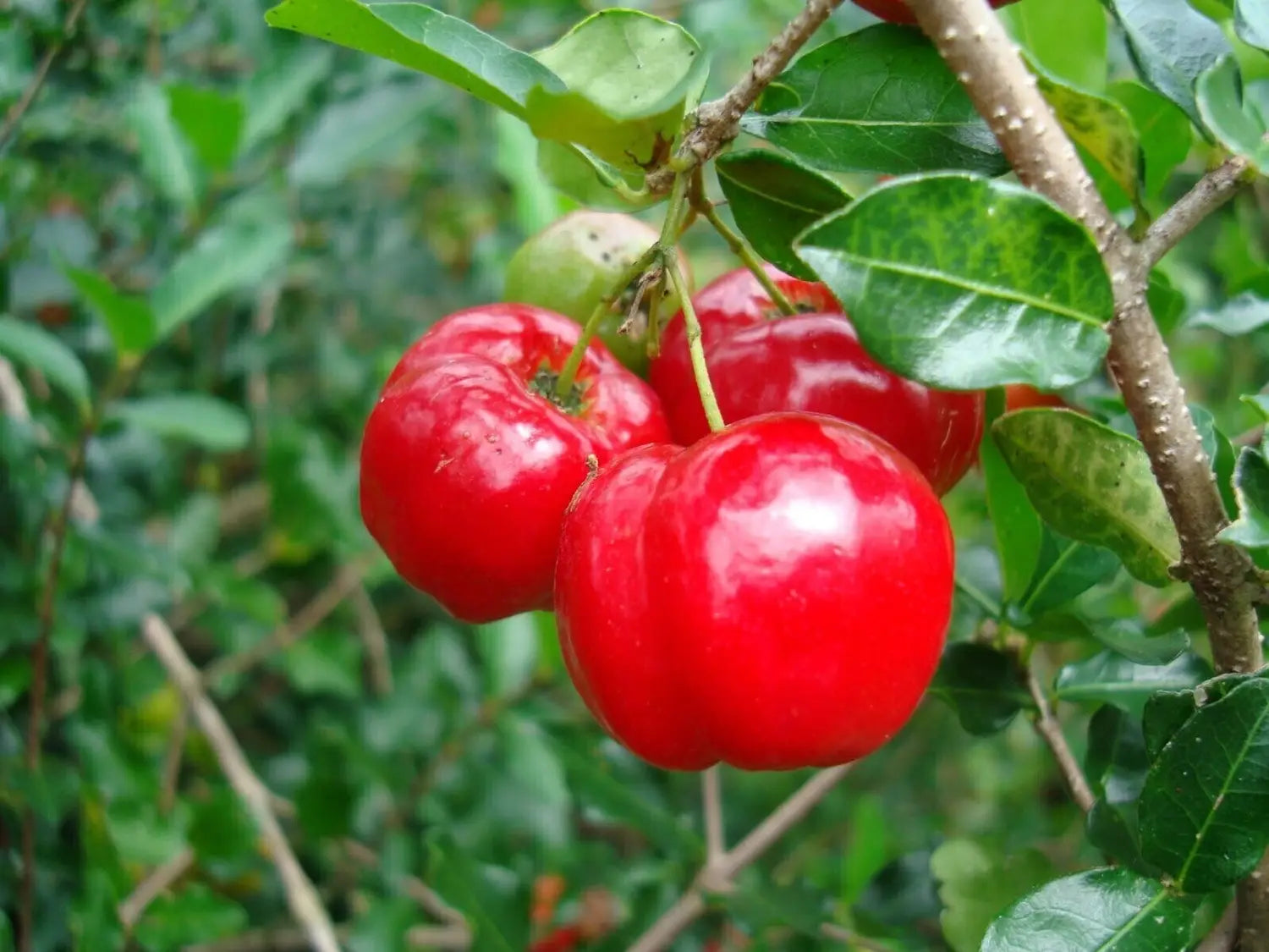 Rocoto Vegetable Seeds for Planting - Grow Your Own Spicy Peppers - Evergrowseeds