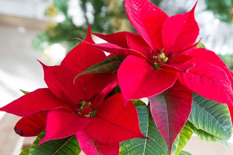 Mixed Poinsettia Flower seeds for Planting - Shade Tolerant, Heirloom & GMO Free Seeds for Home Garden