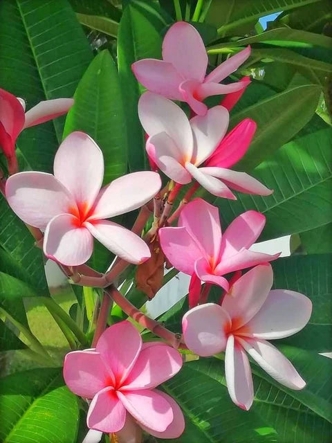 Light Pink Frangipani Flower seeds for Planting - Cut Flower Favorite, Heirloom & GMO Free Seeds for Home Garden
