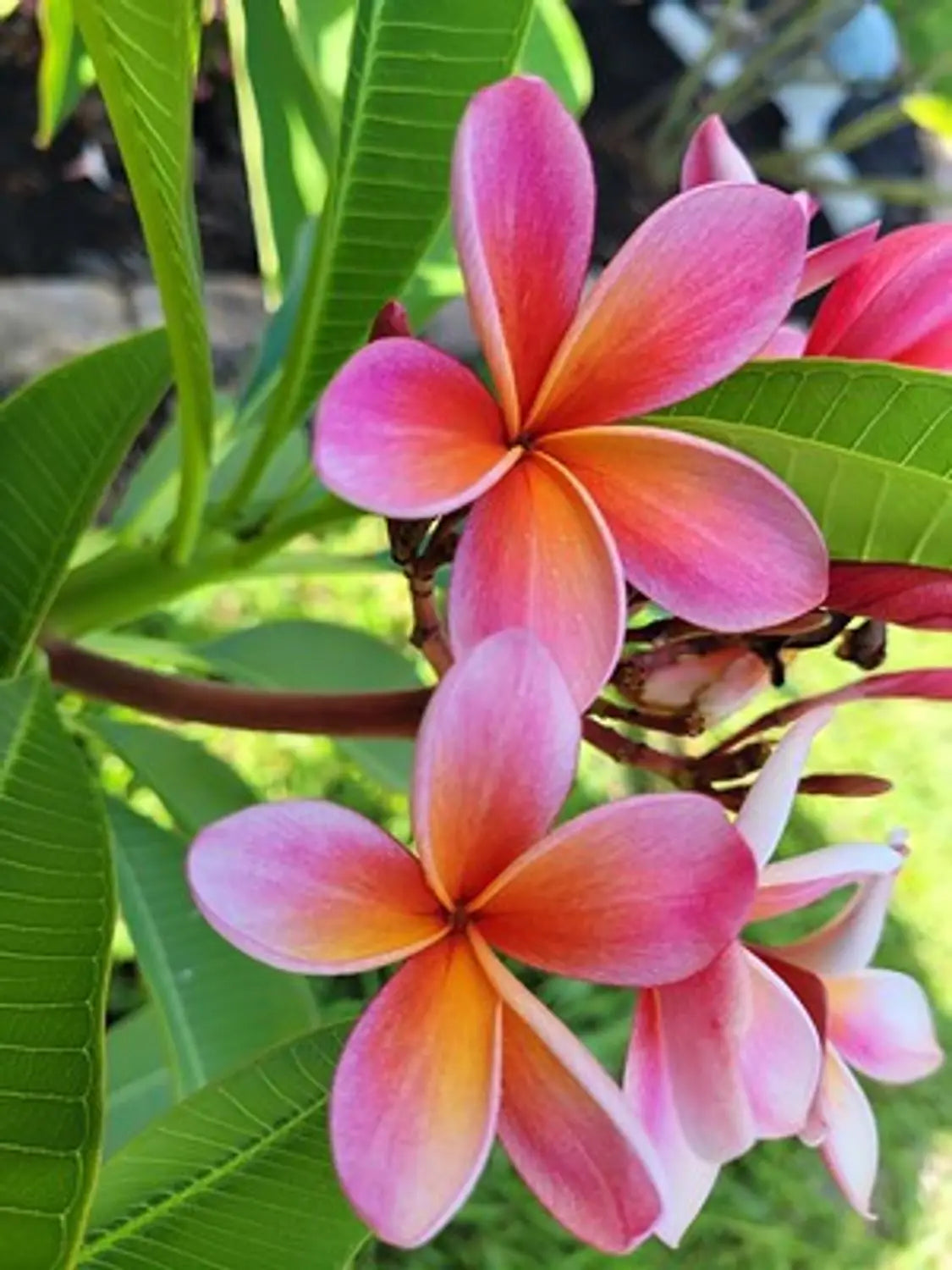 Light Pink Frangipani Flower seeds for Planting - Cut Flower Favorite, Heirloom & GMO Free Seeds for Home Garden