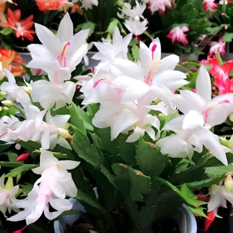 Zygocactus Schlumbergera Seeds - Seed for Thriving Indoor Cacti Growth