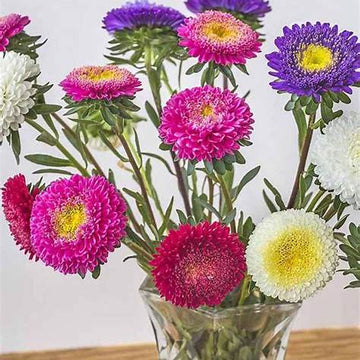 Organic Callistephus chinensis Seeds – Heirloom Aster Flower Mix