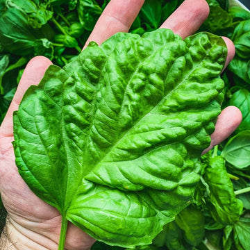 Lettuce Leaf Basil Seeds – Large Italian Culinary Variety